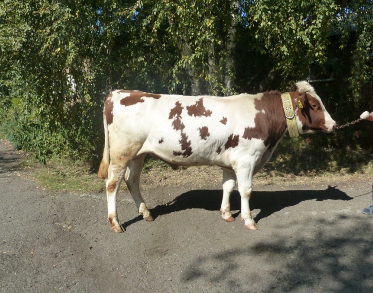 ХАНТЕР 14579 КСКП-190